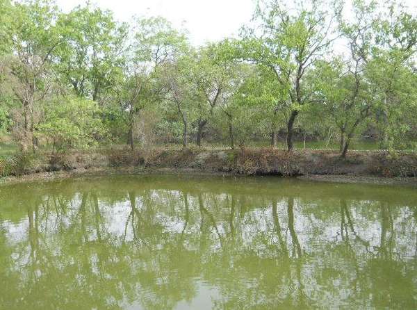 Тер-Кадамба - тайное священное место Вриндавана