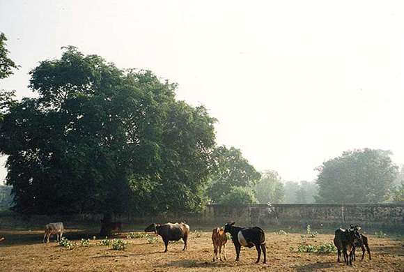 Путешествие по Вриндавану